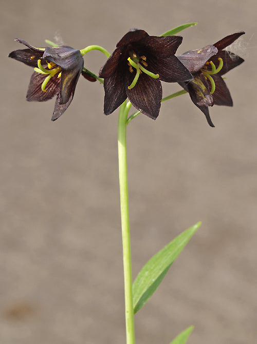 FRITILLARIA CAMSCHATCENSIS