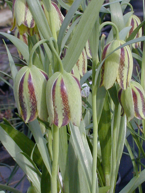 FRITILLARIA AMANA 'CAMBRIDGE'