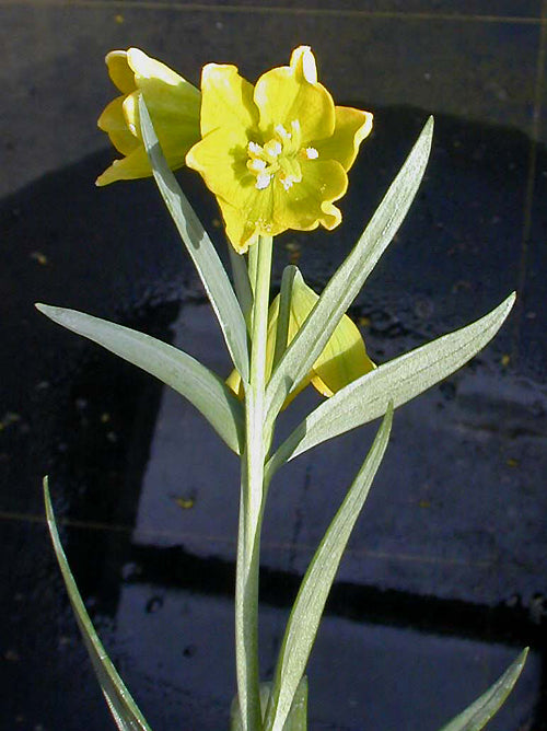 FRITILLARIA CONICA