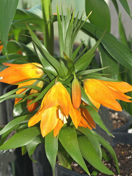 FRITILLARIA EDUARDII