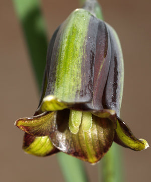 FRITILLARIA ELWESII