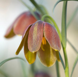 FRITILLARIA GRAECA subsp.THESSALA