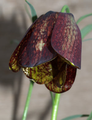FRITILLARIA KOTSCHYANA subsp.GRANDIFLORA
