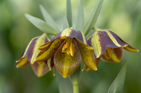 FRITILLARIA GRAECA