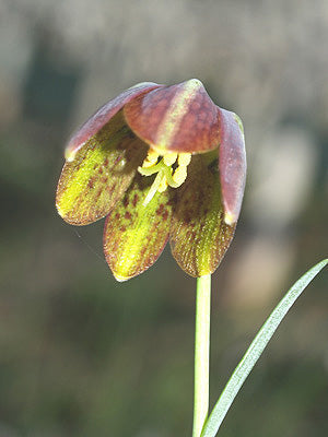 FRITILLARIA GRAECA x DAVISII
