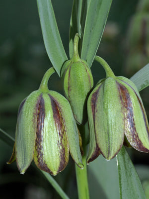 FRITILLARIA AMANA