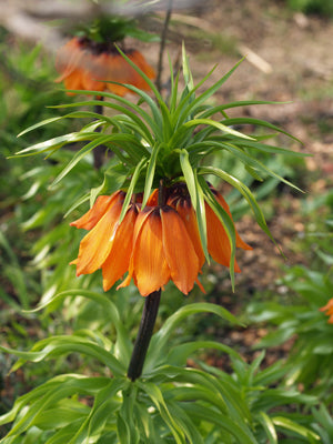 FRITILLARIA IMPERIALIS 'PREMIERE'