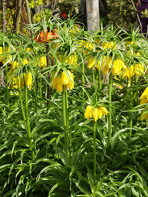 FRITILLARIA IMPERIALIS 'LUTEA'