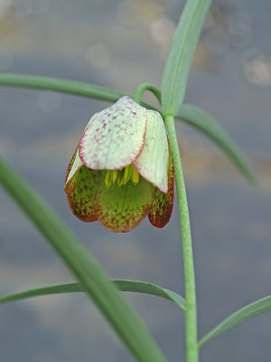 FRITILLARIA INVOLUCRATA