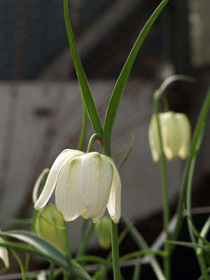 FRITILLARIA MELEAGRIS f.ALBA 'APHRODITE'