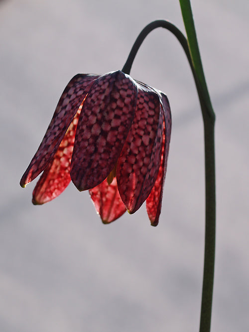 FRITILLARIA MELEAGRIS