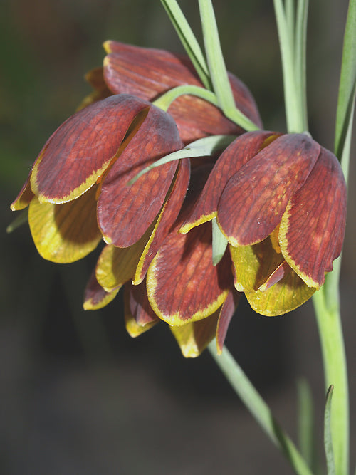 FRITILLARIA MESSANENSIS