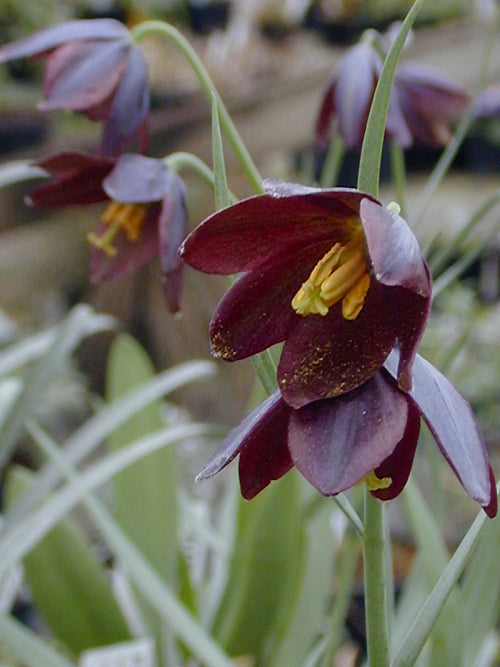 FRITILLARIA OBLIQUA