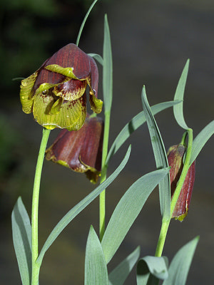 FRITILLARIA PYRENAICA 'CEDRIC MORRIS'