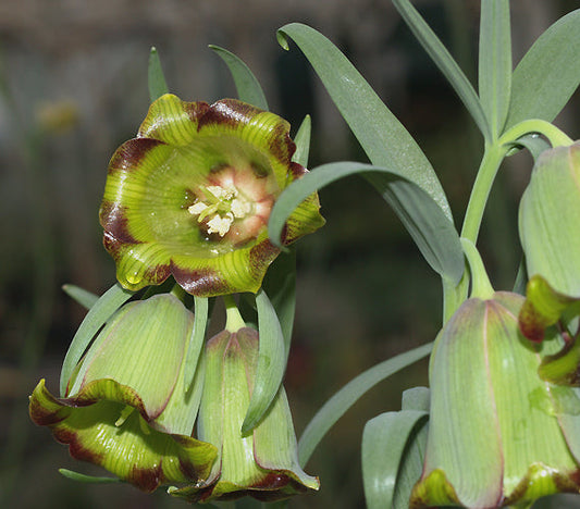 FRITILLARIA THEOPHRASTI