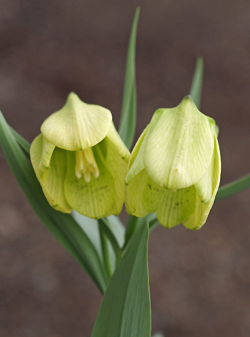 FRITILLARIA PALLIDIFLORA