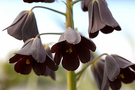 FRITILLARIA PERSICA