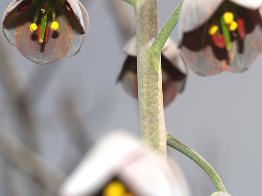 FRITILLARIA PERSICA large