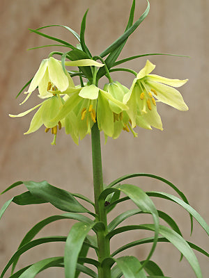 FRITILLARIA RADDEANA