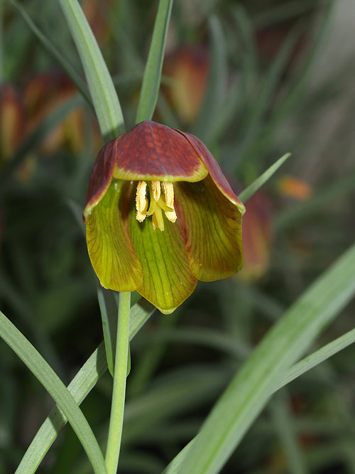FRITILLARIA SP.