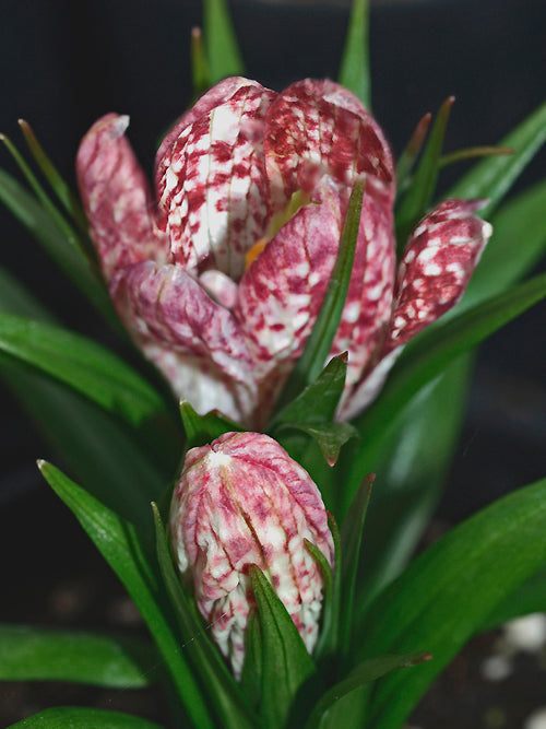 FRITILLARIA SINICA pink speckled form