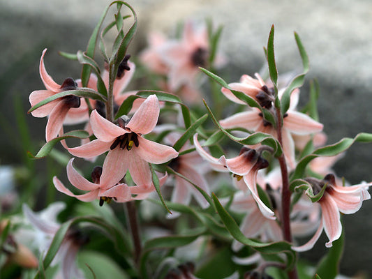 FRITILLARIA STENANTHERA