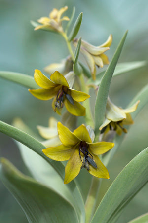 FRITILLARIA SEWERZOWII