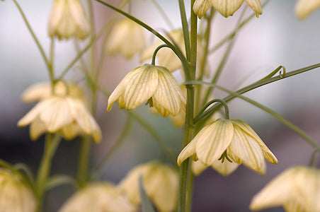 FRITILLARIA THUNBERGII