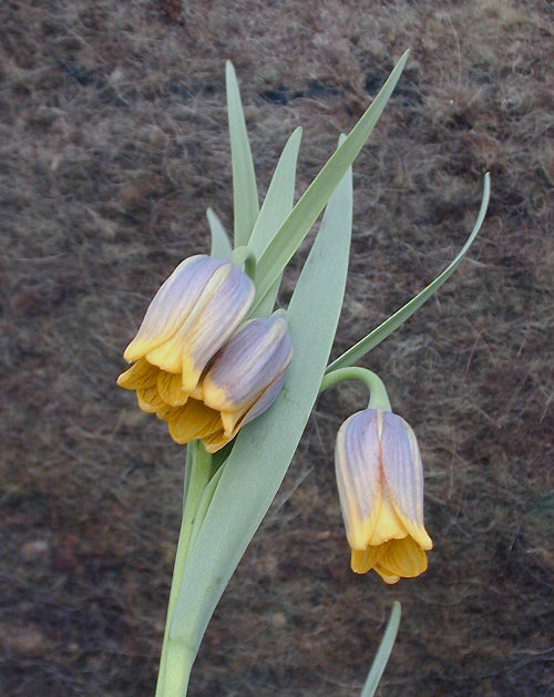 FRITILLARIA UVA-VULPIS