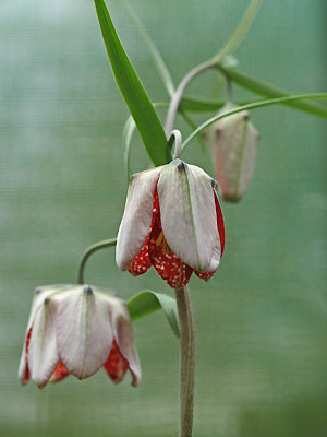 FRITILLARIA WALUJEWII