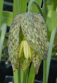 FRITILLARIA WHITTALLI