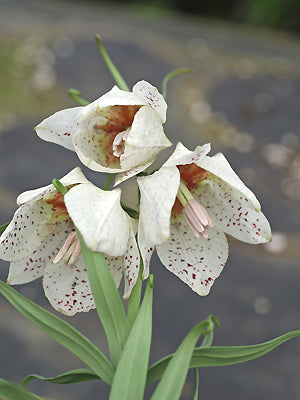 FRITILLARIA YUMINENSIS
