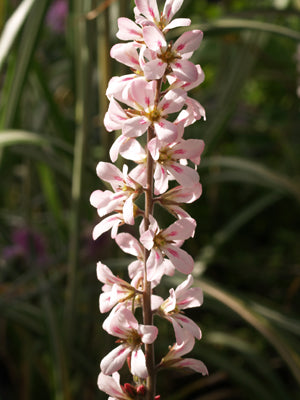 FRANCOA SONCHIFOLIA