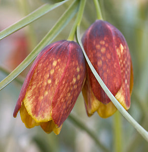 FRITILLARIA MESSANENSIS subsp.GRACILIS