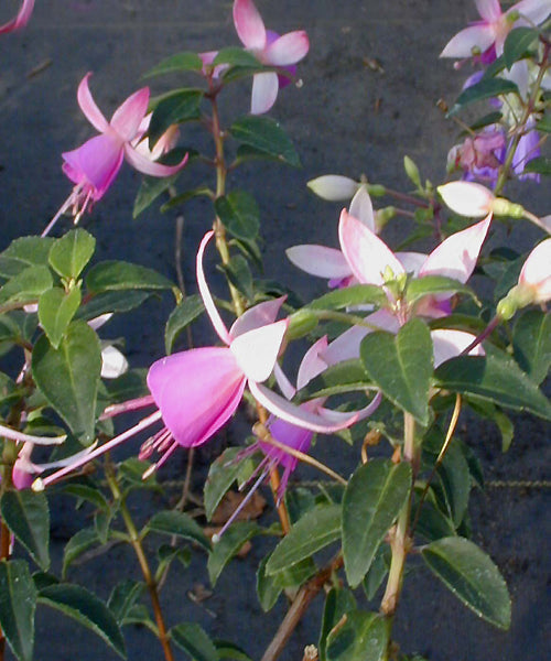 FUCHSIA 'BON ACCORDE'
