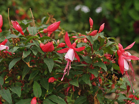 FUCHSIA 'DIVA'