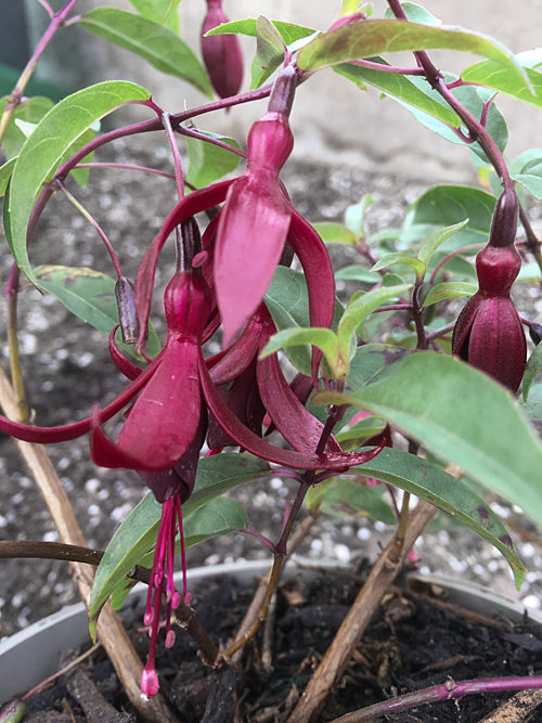 FUCHSIA 'DYING EMBERS'