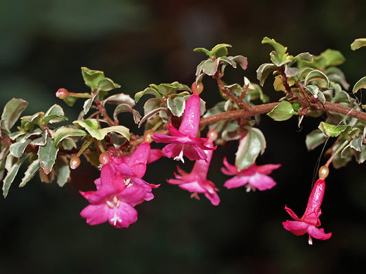 FUCHSIA MICROPHYLLA 'SPARKLE'