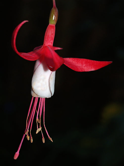 FUCHSIA 'MADAME CORNELISSEN'