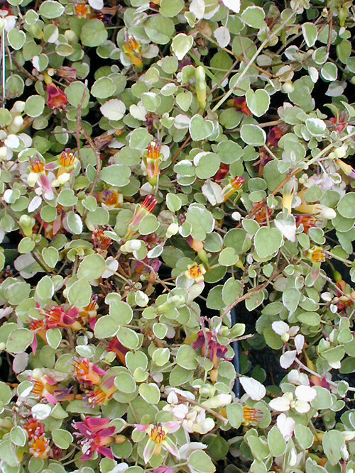 FUCHSIA PROCUMBENS 'WIRRAL'