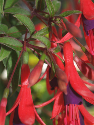 FUCHSIA REGIA