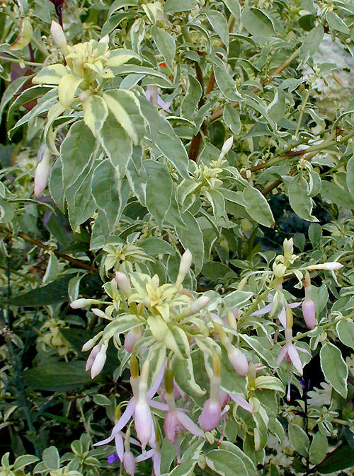FUCHSIA MAGELLANICA var.MOLINAE 'SHARPITOR'