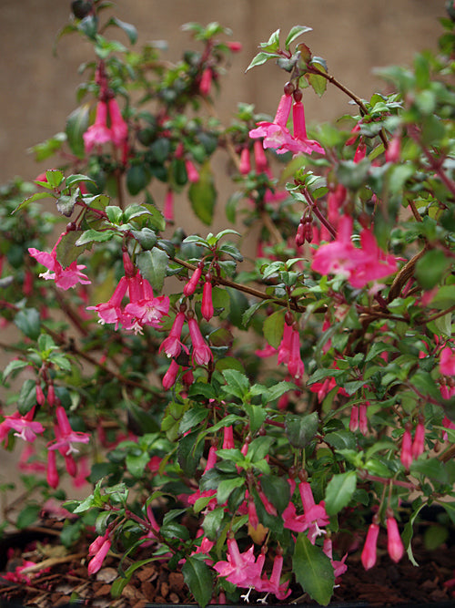 FUCHSIA THYMIFOLIA