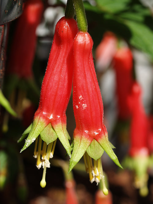 FUCHSIA SPLENDENS