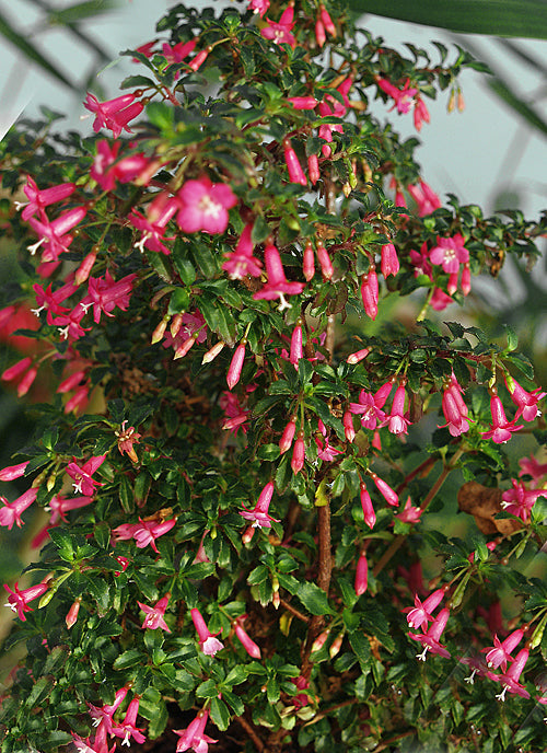 FUCHSIA MICROPHYLLA 'LOTTIE HOBBY'