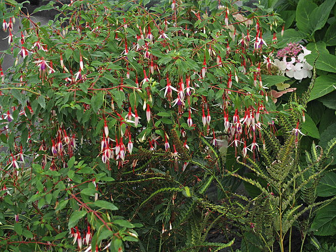 FUCHSIA MAGELLANICA 'LADY BACON'