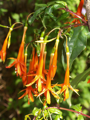 FUCHSIA VENUSTA