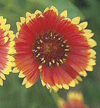 GAILLARDIA 'DAZZLER'