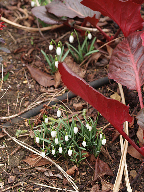 GALANTHUS ANGUSTIFOLIUS