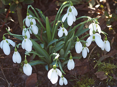 GALANTHUS 'ARMINE'